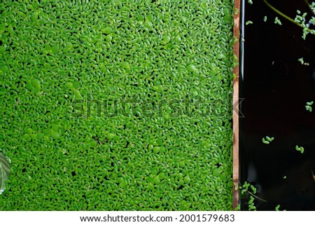 Duckweed, aquatic plants ,Natural Green Duckweed on The water