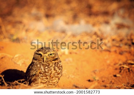 Owl in Brazil, on the ground, earth, urban environment