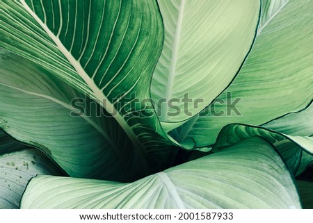 Abstract tropical green leaves pattern, lush foliage houseplant Dumb cane or Dieffenbachia the tropic plant.	
 Royalty-Free Stock Photo #2001587933