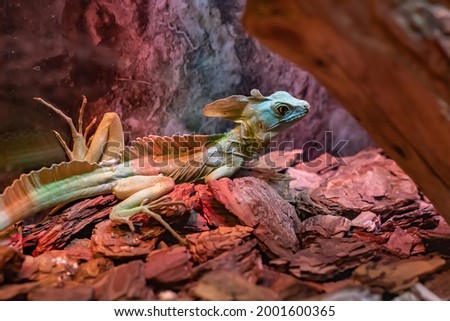 A colored chameleon lizard warms up under a lamp at the zoo. Royalty-Free Stock Photo #2001600365