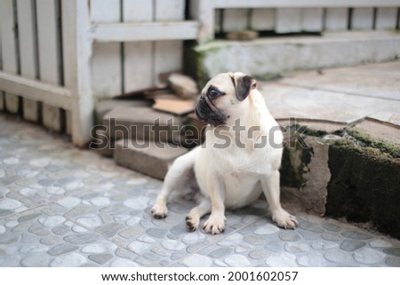 Dog Picture , White Dog , Pug