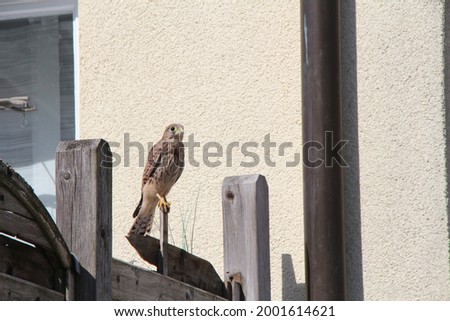 a young kestrel sitting in the garden