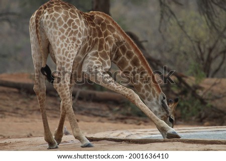 Giraffe Drinking, Kruger National Park, South Africa