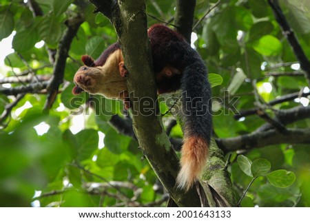 View of Indian Giant Squirrel sitting on a tree branch