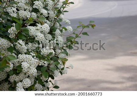 Beautiful white wildflowers and grass