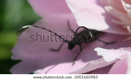 Beautiful black mustache beetle on a pink flower
