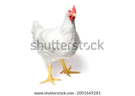 White hen isolated on white background. Poultry farm, portrait of one hen laying hen Royalty-Free Stock Photo #2001669281