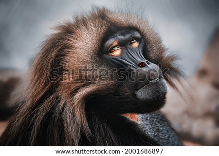 Gelada (Theropithecus gelada) Detail portrait of monkey