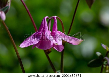 Purple aquilegia flower on a green background on a sunny summer day macro photography. Blooming garden columbine flower with pink petals closeup photo in summer. 