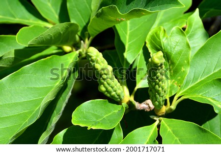 Magnolia tree leaf is a large genus of about 210 flowering plant species in the subfamily Magnolioideae of the family Magnoliaceae. It is named after French botanist Pierre Magnol.