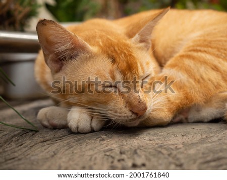 Picture of orange cat's face that laying on a concrete floor
