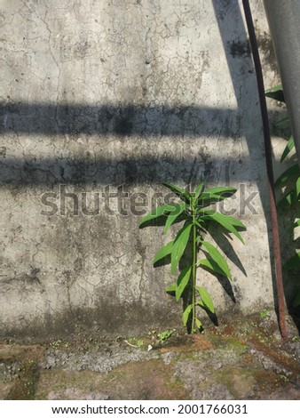 wild plants live on the wall