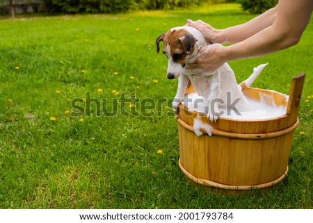 Woman washes her dog Jack Russell Terrier in a wooden tub outdoors. The hostess helps the pet to take a bath.