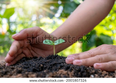 Trees and human hands planting trees in the soil concept of reforestation and environmental protection.