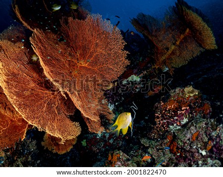Giant Gorgonian Sea Fan Coral. Branching Gorgonia Octocorals are Invertebrate Marine Animals - Alcyonacea Soft Corals in Phylum Cnidaria grows under Tropical deep blue sea of Indo Pacific Ocean.