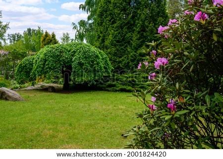 High resolution photo of green landscape design with bushes, grass and pink flowers