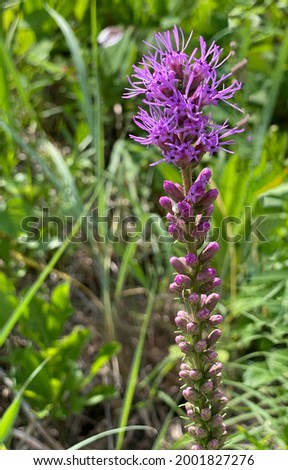 Beautiful, close-up photo of the wildflowerplant called Dense Blazing Star. Also known as Dense Gayfeather and Marsh Blazing Star. Purple feathery tufts atop a stalk.