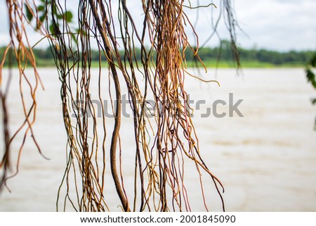 Image of the roots of a large bot tree. Pictures of wild trees. Picture of the roots of a large Banyan tree along the river.