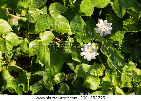 tropical leaves and white flowers, abstract green leaves texture, nature background