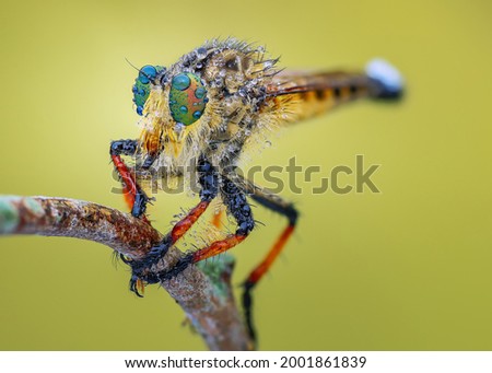 Photography Macro of Robber Fly 