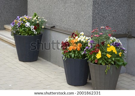 colorful summer pansy and marigold flowers in black and gray pots on stone floor . High quality photo