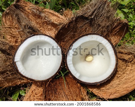 Pictures of old coconuts being split to make coconut milk for cooking ingredients.
