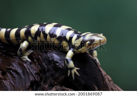 The Tiger Salamander (Ambystoma tigrinum) is one of the largest salamanders in North America.
