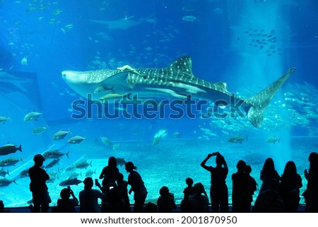 Tourists taking photos of a whale shark in an aquarium