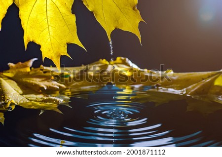 Yellow autumn maple leaf with reflection and drop over wavy water.