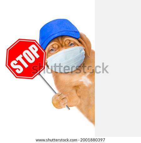Puppy wearing blue cap and medical protective face mask  shows stop sign and look from behinde empty banner. Isolated on white background