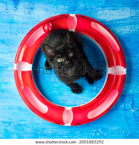 black cat pirate in a lifebuoy on a blue background