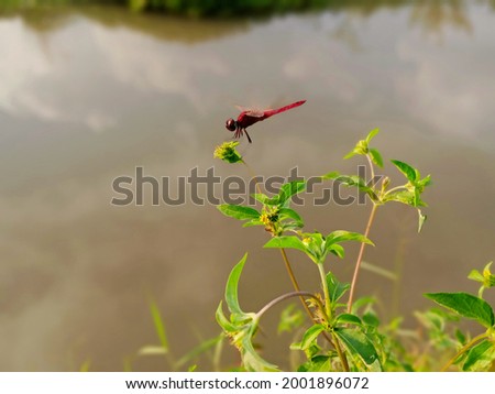 Red dragonfly perched on a plant