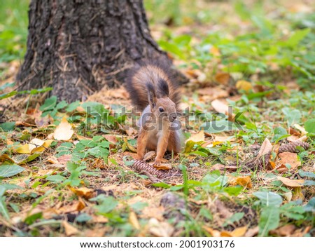 Squirrel in autumn on green grass with fallen yellow leaves