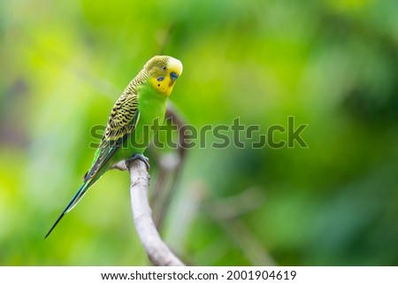 The budgerigar (Melopsittacus undulatus) is a small, long-tailed, seed-eating parrot usually nicknamed the budgie, or in American English, the parakeet. Royalty-Free Stock Photo #2001904619