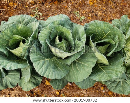 cabbage in the field ready for harvest