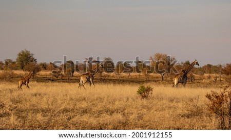 three giraffes of different sizes