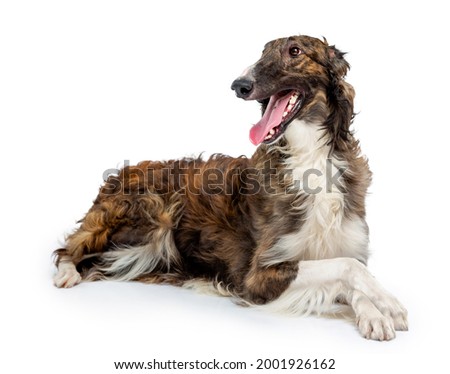 Russian borzoi, Russian hound greyhound Dog Isolated on White Background in studio Royalty-Free Stock Photo #2001926162