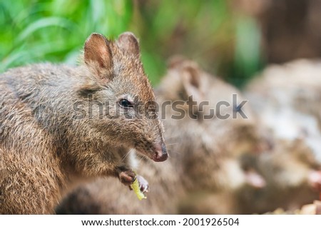 The long-nosed potoroo (Potorous tridactylus) is a species of potoroo. These small marsupials are part of the rat-kangaroo family. The long-nosed potoroo contains two subspecies tridactylus and apical Royalty-Free Stock Photo #2001926504
