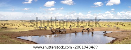 Wide panorama of herds of zebra, equus quagga, and white-bearded wildebeest, onnochaetes taurinus, gathering around a waterhole in the Masai Mara, during the annual great migration. Royalty-Free Stock Photo #2001943469
