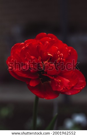 
maka flower on dark background