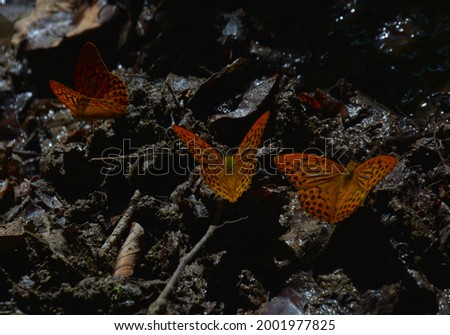 butterflies on wet ground, Argynnis