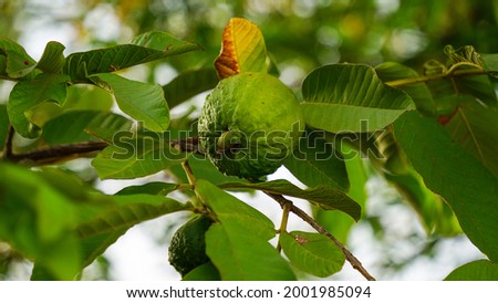 Bunch of green guava on tree with attractive green leaves background. Green leaves and fruits of Guava.