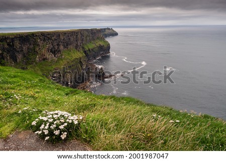 Wild white flowers grow on a edge of a cliff of Moher, county Clare, Ireland.   Atlantic ocean in the background. Nobody. Nature landscape. Popular tourist place with amazing view