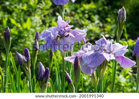Siberian iris "Imperial Opal" and Deschampsia cespitosa bloom in the summer garden.