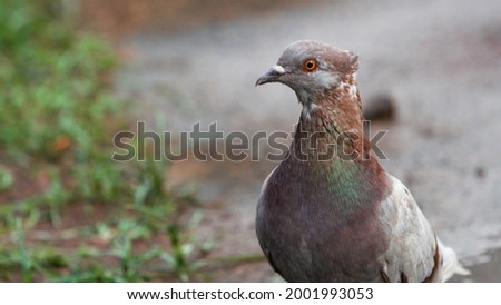 a close up photo of a pigeon