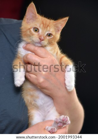 cute wonderful ginger with a white kitten in hands