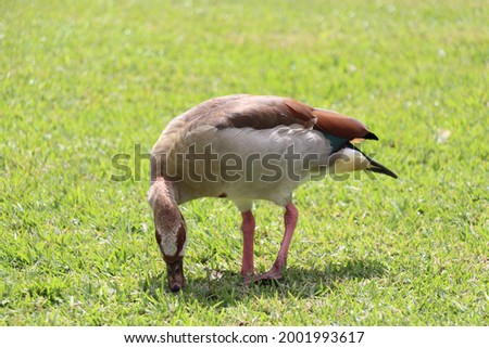 Photo of an Egyptian goose eating food during a sunny day surrounded by grass