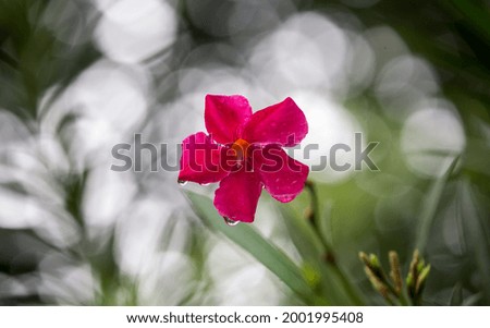 Pink oleander flower with rain drops.