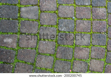 Grooved brick patio or walkway with moss