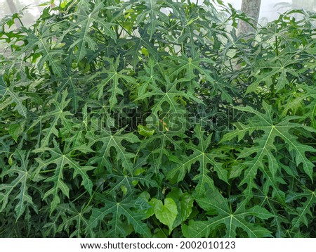 Chaya leaf (Cnidoscolus aconitifolius) is a vegetable plant